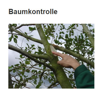 Baumbewertung in  Hambergen